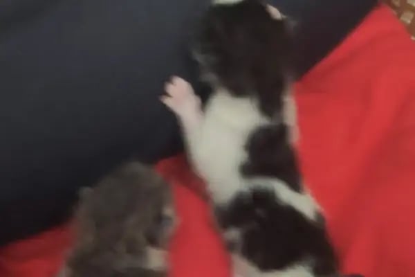 Bağcılar Hayvan Barınağı ve Müşahade Merkezi - Resim 10