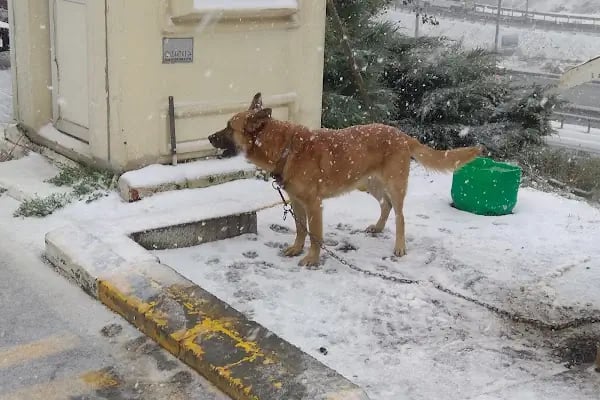 Bağcılar Hayvan Barınağı ve Müşahade Merkezi - Resim 2