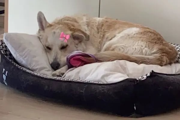 Vet 35 Veteriner Kliniği 7/24 - Resim 8