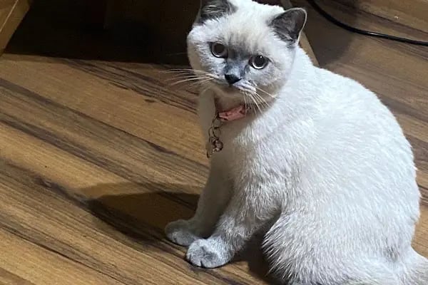 Vet 35 Veteriner Kliniği 7/24 - Resim 4