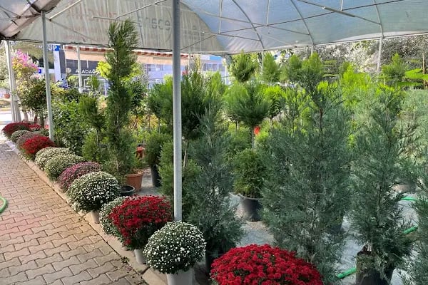 İkebana Çiçekçilik Peyzaj Organizasyon Dekorasyon - Resim 16
