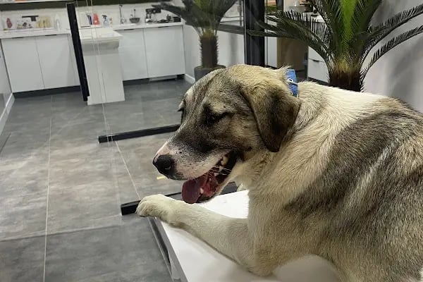 A Plus Veteriner Kliniği - Resim 2