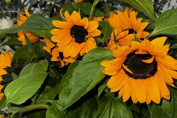 Flower Cafe House Kelebeğin Çiçek Evi - Resim 18