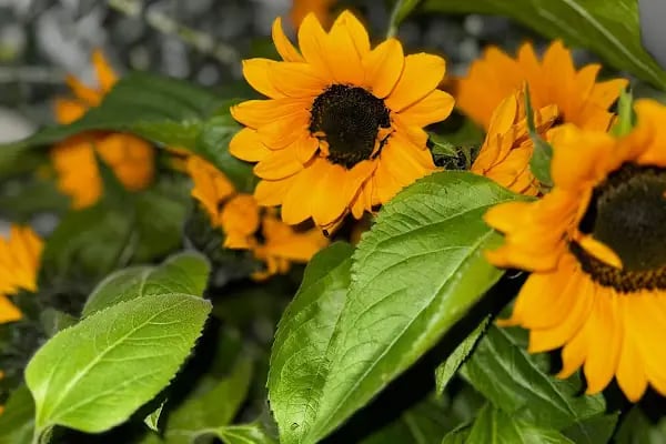 Flower Cafe House Kelebeğin Çiçek Evi - Resim 16