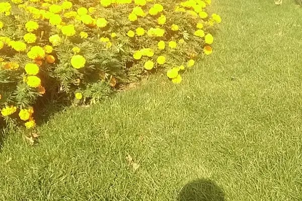 Kemalpaşa Semt Yüzme Havuzu - Resim 12