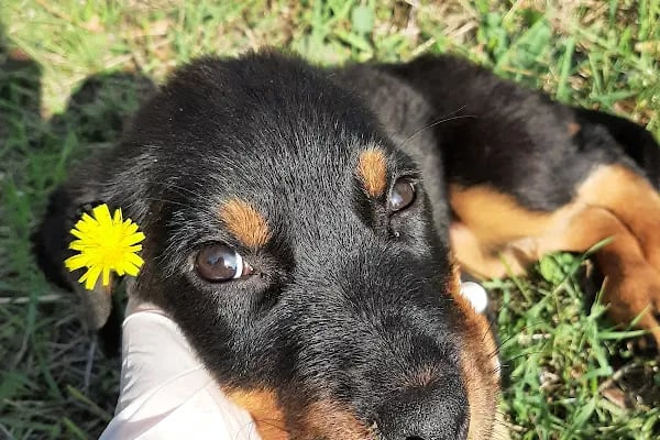 Pet-Vet Veteriner - Resim 11
