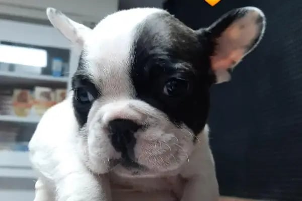 Pet-Vet Veteriner - Resim 12