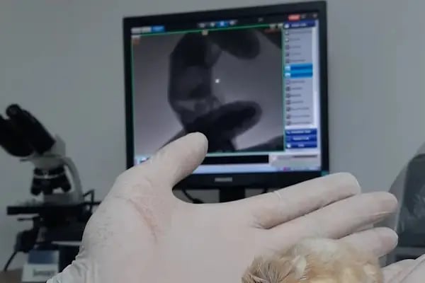 Pet-Vet Veteriner - Resim 20