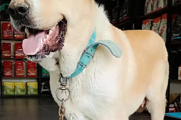 VET - ANKA Veteriner Kliniği ŞEHİTKAMİL İBRAHİMLİ - Resim 10