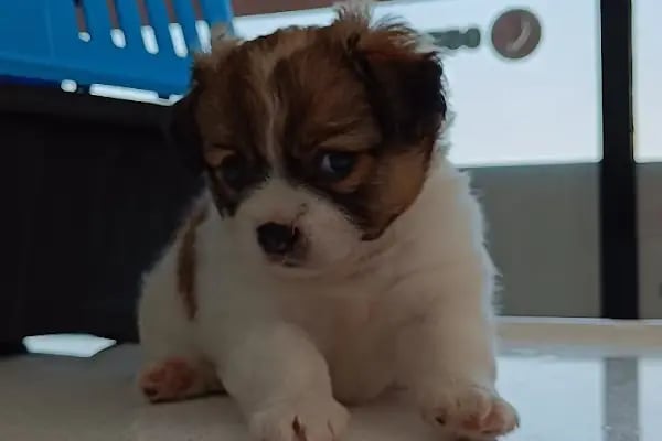VET - ANKA Veteriner Kliniği ŞEHİTKAMİL İBRAHİMLİ - Resim 16