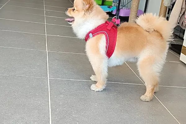 VET - ANKA Veteriner Kliniği ŞEHİTKAMİL İBRAHİMLİ - Resim 2