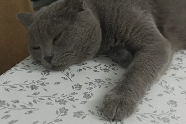 VET - ANKA Veteriner Kliniği ŞEHİTKAMİL İBRAHİMLİ - Resim 17