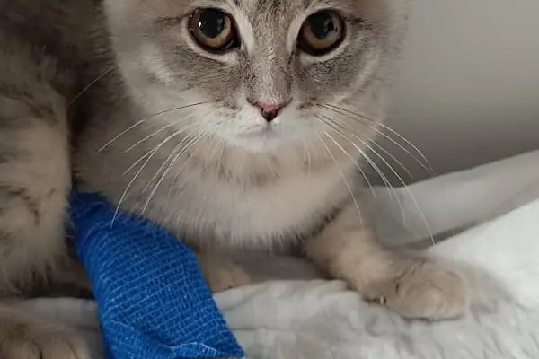 VET - ANKA Veteriner Kliniği ŞEHİTKAMİL İBRAHİMLİ - Resim 8