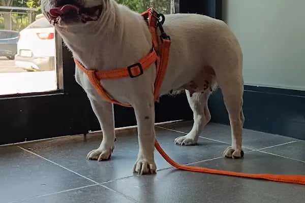 VET - ANKA Veteriner Kliniği ŞEHİTKAMİL İBRAHİMLİ - Resim 20