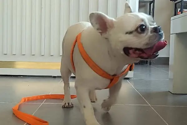 VET - ANKA Veteriner Kliniği ŞEHİTKAMİL İBRAHİMLİ - Resim 4