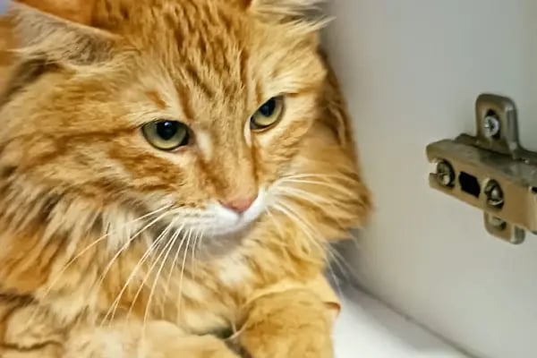 VET - ANKA Veteriner Kliniği ŞEHİTKAMİL İBRAHİMLİ - Resim 9
