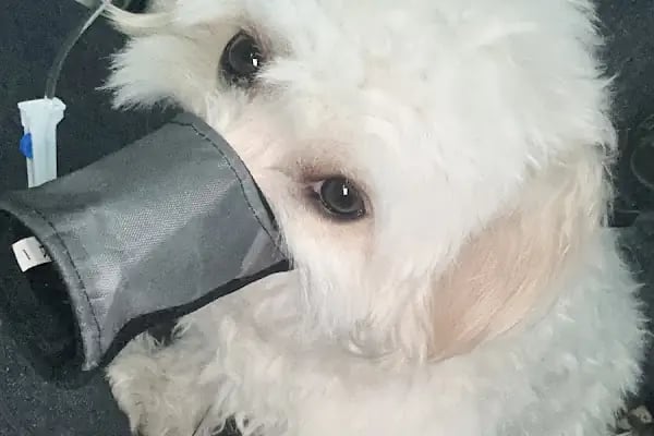 VET - ANKA Veteriner Kliniği ŞEHİTKAMİL İBRAHİMLİ - Resim 19
