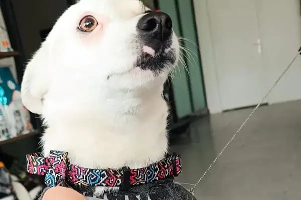 VET - ANKA Veteriner Kliniği ŞEHİTKAMİL İBRAHİMLİ - Resim 5