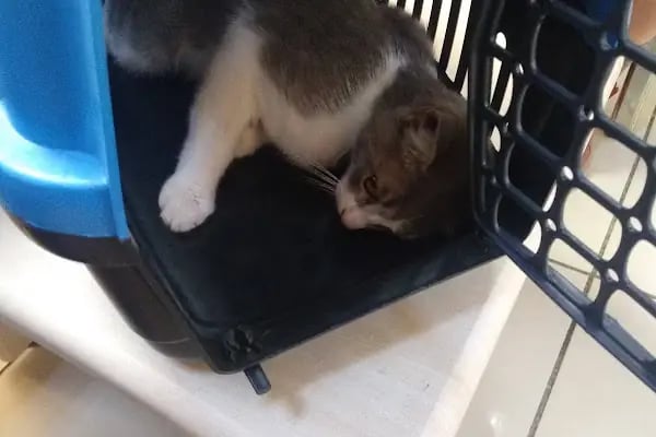 Arnavutköy Veteriner Kliniği - Resim 6