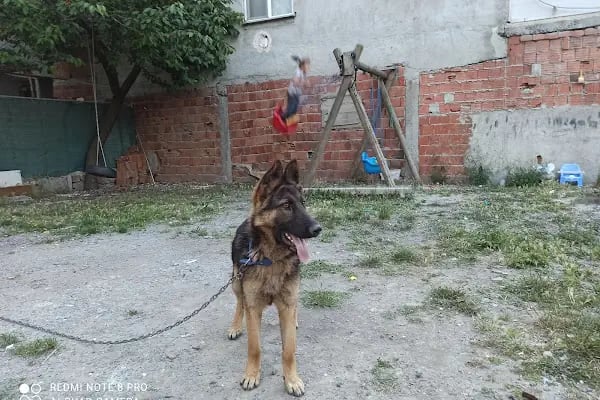 Arnavutköy Veteriner Kliniği - Resim 2