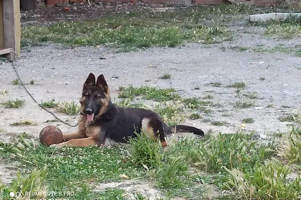 Arnavutköy Veteriner Kliniği - Resim 14
