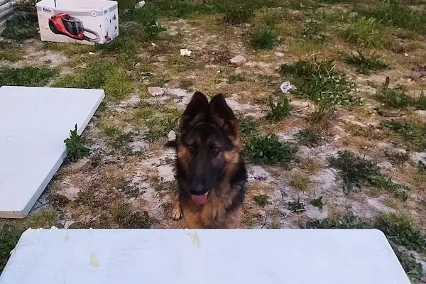 Arnavutköy Veteriner Kliniği - Resim 5