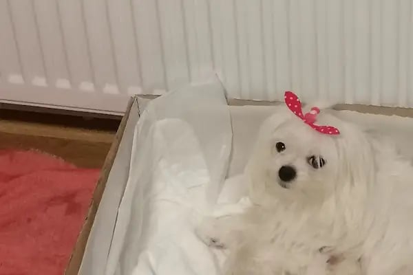 Narlıdere Veteriner Kliniği - Resim 9