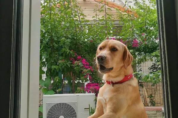 Narlıdere Veteriner Kliniği - Resim 7