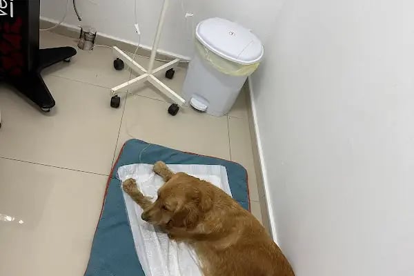 Narlıdere Veteriner Kliniği - Resim 15