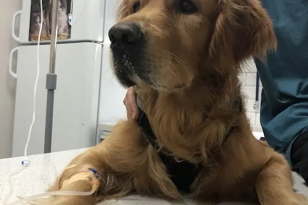 Narlıdere Veteriner Kliniği - Resim 17