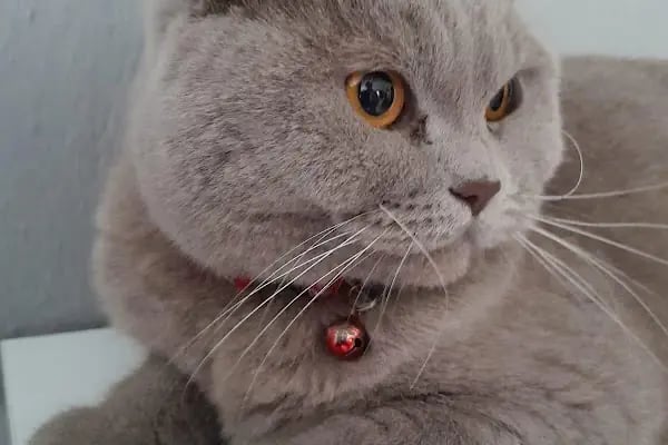Narlıdere Veteriner Kliniği - Resim 14