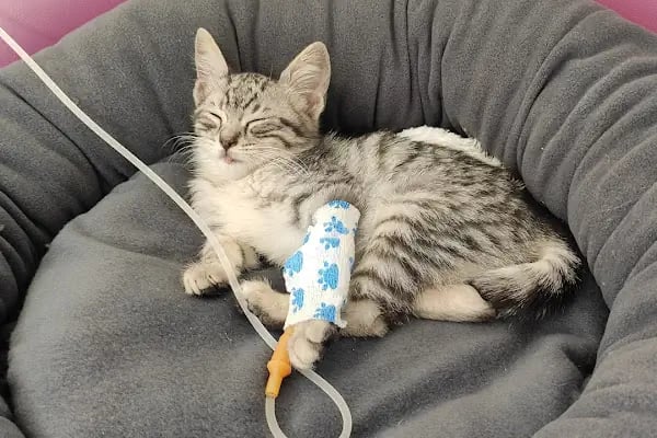 Narlıdere Veteriner Kliniği - Resim 18