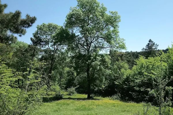 Samsun İli Kent Ormanı - Resim 2