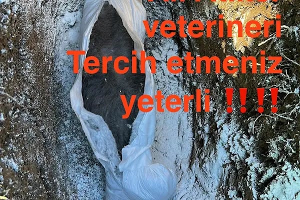 Ali ATİKER Veteriner Hekim - Resim 18