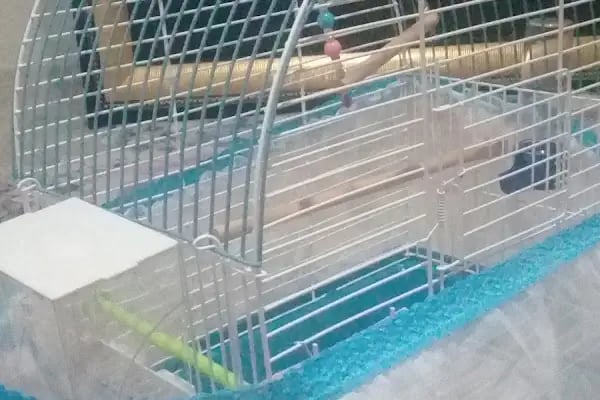 BİLGİN PETSHOP - Resim 3
