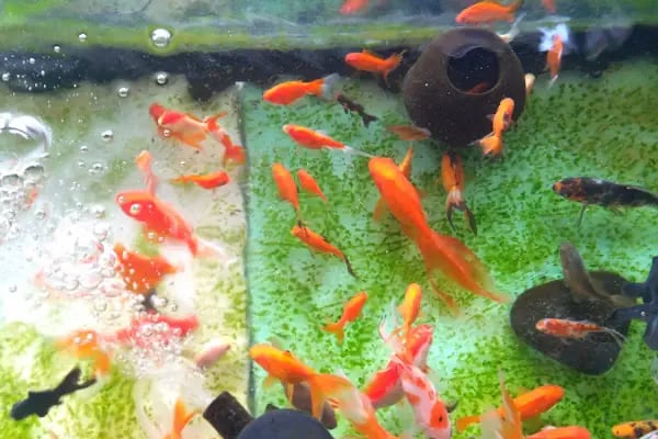 BİLGİN PETSHOP - Resim 8