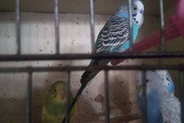 BİLGİN PETSHOP - Resim 14