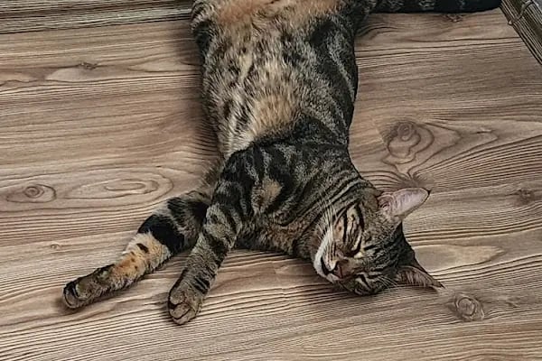 Venüs Hatun türbesi - Resim 5