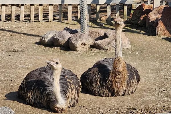 Eskişehir Büyükşehir Belediyesi Hayvanat Bahçesi - Resim 12