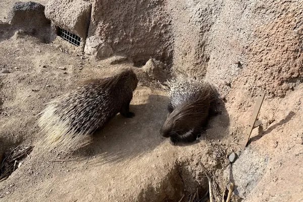 Eskişehir Büyükşehir Belediyesi Hayvanat Bahçesi - Resim 16