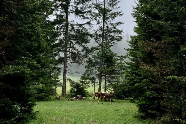 Kayabaşi Yayla Kent - Resim 6