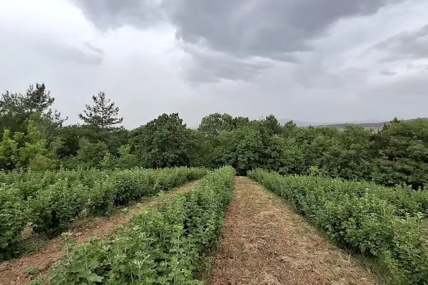 uzumsumeyveler.com - Resim 9