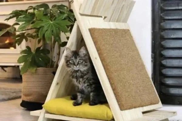 KARAPÜRÇEK PET MARKET PETSHOP - Resim 9
