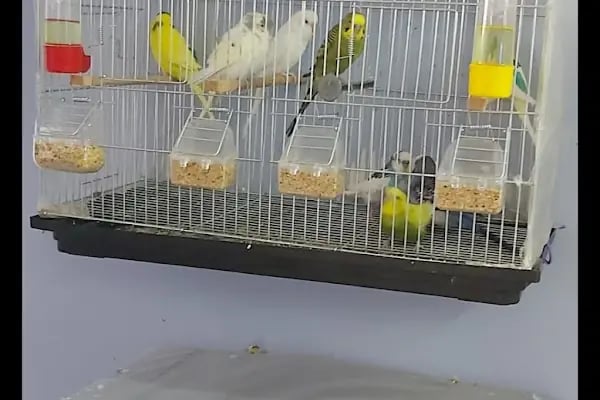 KARAPÜRÇEK PET MARKET PETSHOP - Resim 16