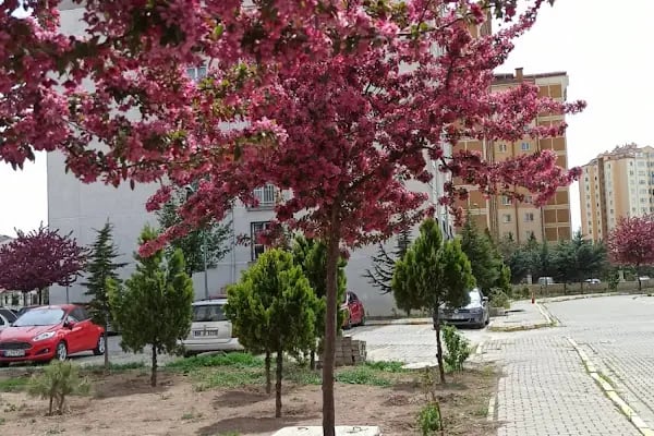 Ertuğrul Gazi Residence - Resim 2