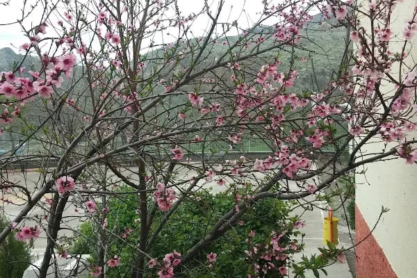 Saray İlkokulu - Resim 4