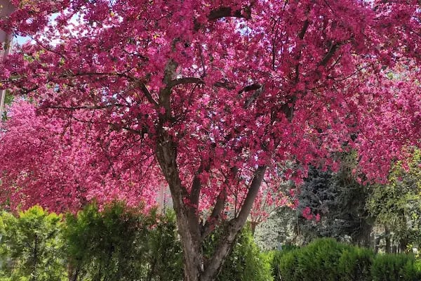 Ankara Üniversitesi Fen Fakültesi - Resim 9