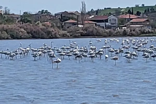 Dalyan Gölü - Resim 17