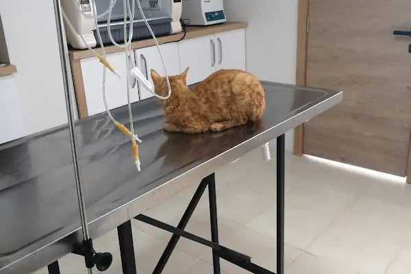 Dağlar Veteriner Kliniği - Resim 20