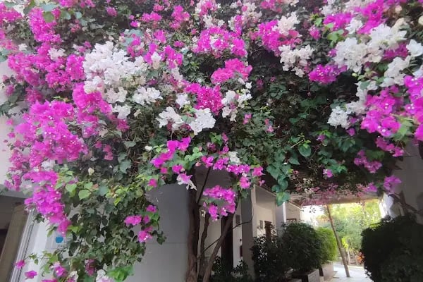 Ortakent Halk Plajı - Resim 5
